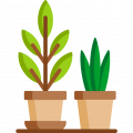 Plants & Gardening